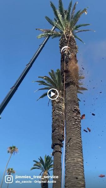 Jimmie's Tree Service Inc.