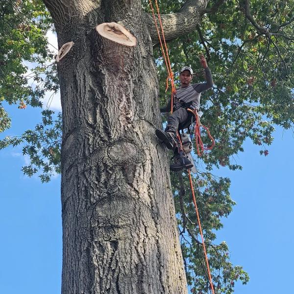 Vail Tree Service Hendersonville