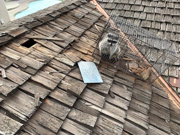 Critter Gitters Wildlife Removal San Diego