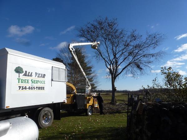 All Year Tree Services