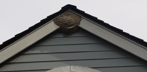 Insight Pest Solutions