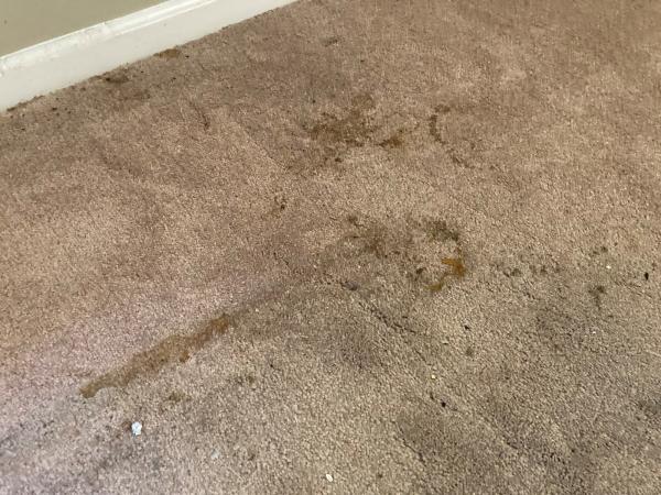 Share Advanced Tile & Carpet Deep Cleaning Services