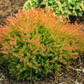 Boulevard Nurseries Inc