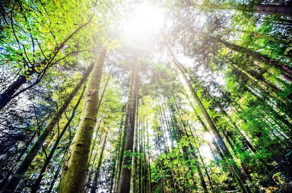 Arbspec Tree Specialists