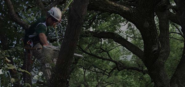 Arbspec Tree Specialists