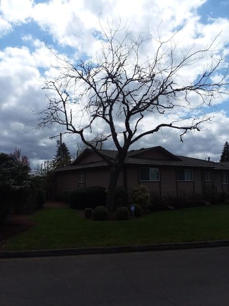 Bear Mountain Tree Surgeons Inc