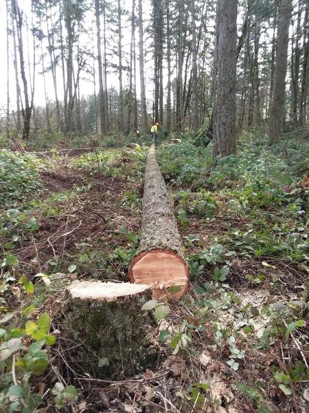 Bear Mountain Tree Surgeons Inc