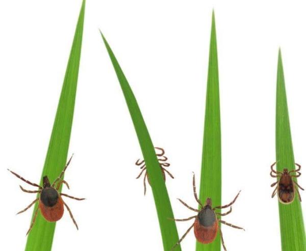 Hirby Pest Control