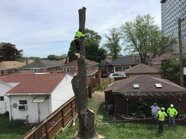 Fernandez Tree Service