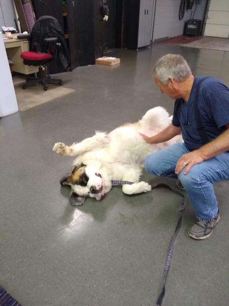 Big Dog Flooring