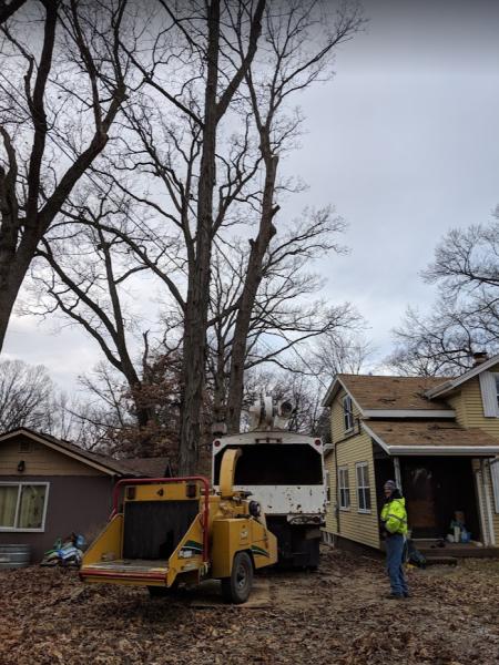Tree Frog Tree Service LLC