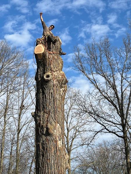 Tree Frog Tree Service LLC