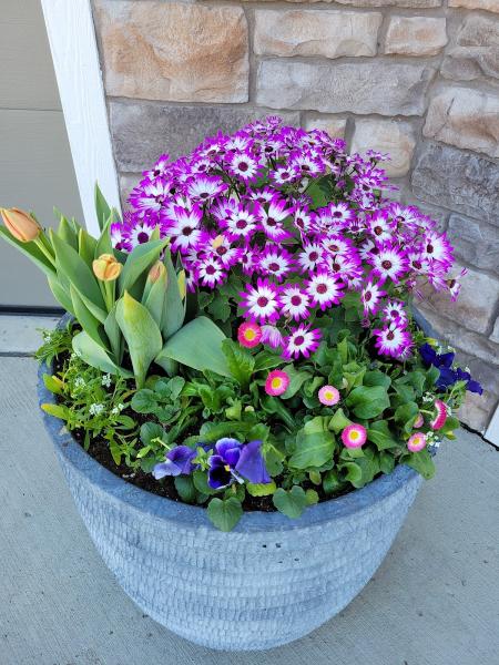 Sunshine Custom Gardens