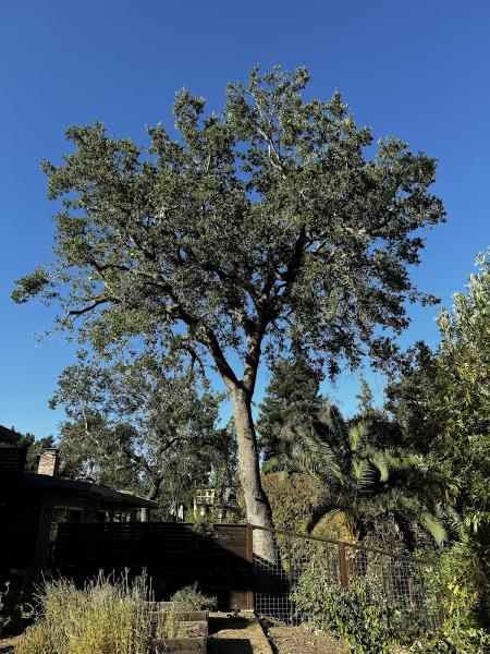 Luna's Tree Service