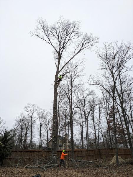 Bravo's Tree Service