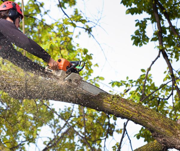 DN Bobcat Services