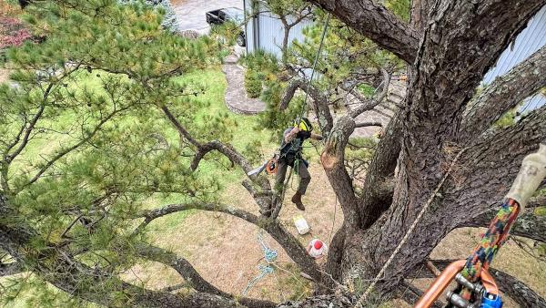 Monkey's Tree Service LLC