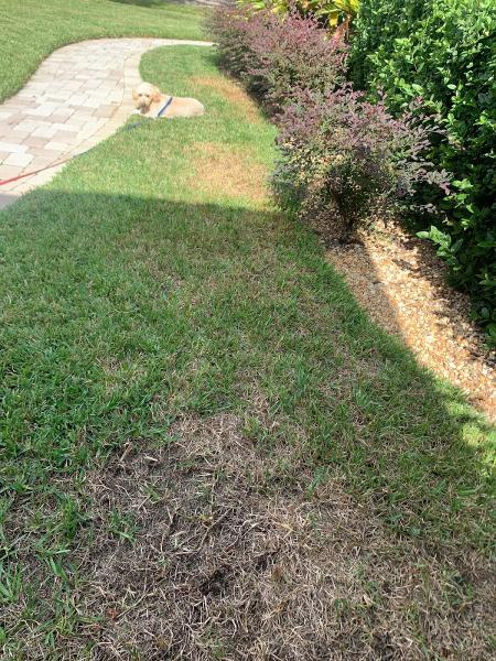 Custom Green Lawns