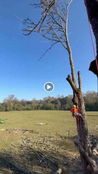 Thomas J Tree & Garden Care