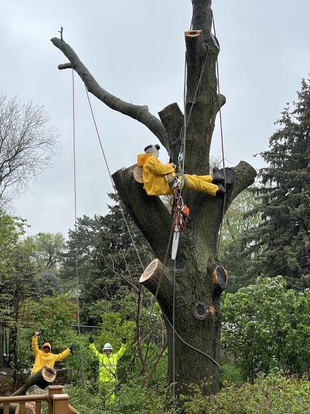 Vinnys Tree Service