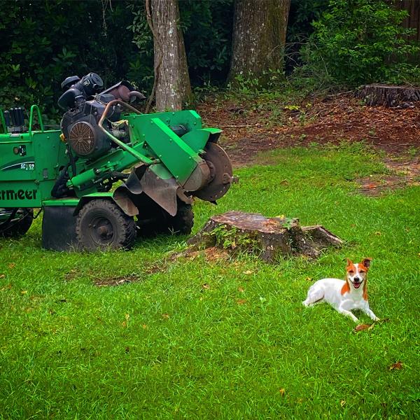 Call in a Stump Man Stump Grinding