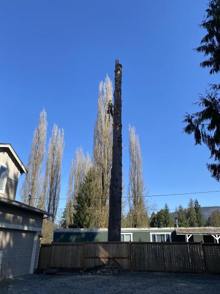 The Honest Arborist LLC