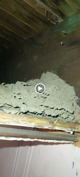 Aaliant Pest Control (Nepa)