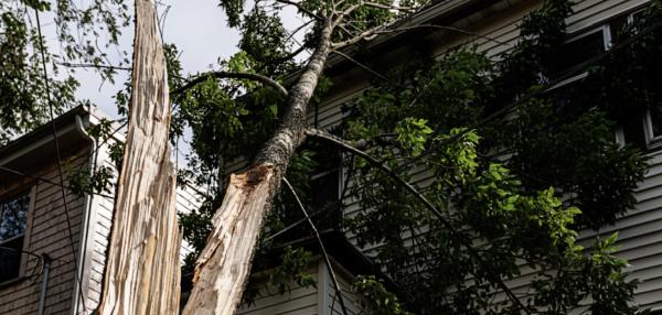Cut it Right Tree & Land Clearing Services