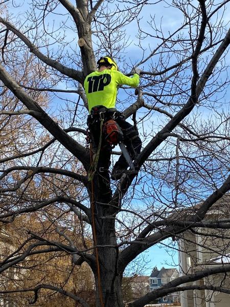 Tree Trimming Professionals