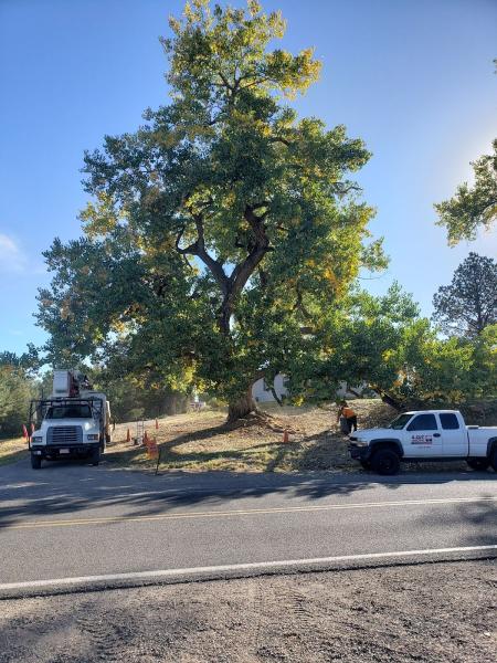 A Cut Above Tree Services
