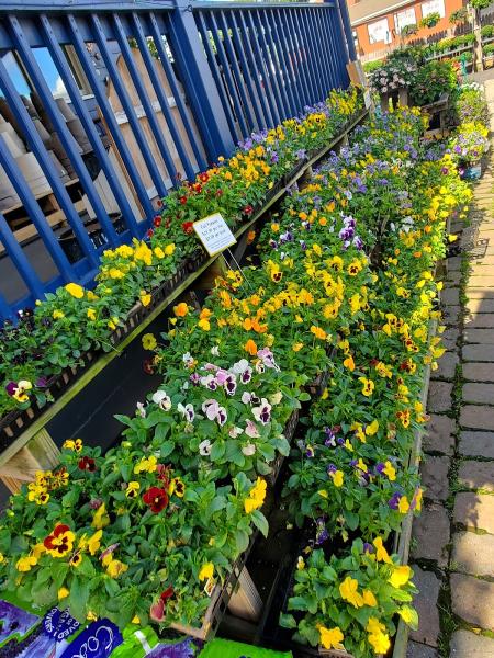 Blue Tree Garden Center