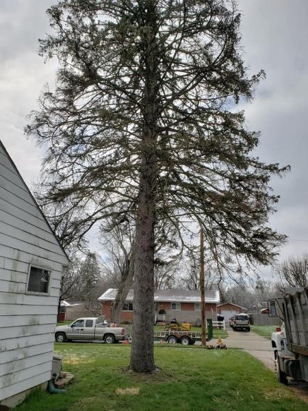 Kiefer Tree Service Bakersfield