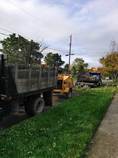 Kiefer Tree Service Bakersfield