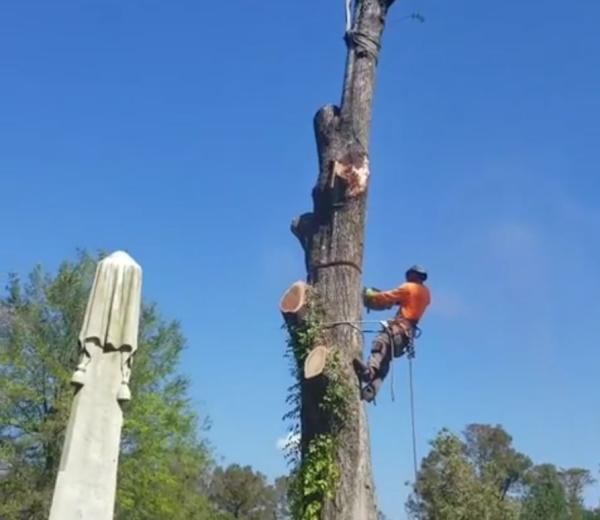 Arbormax Tree Service
