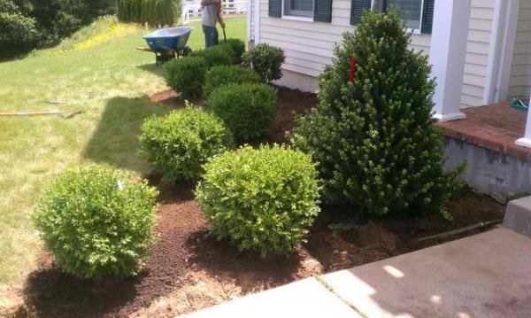 V Pitol Landscaping Inc