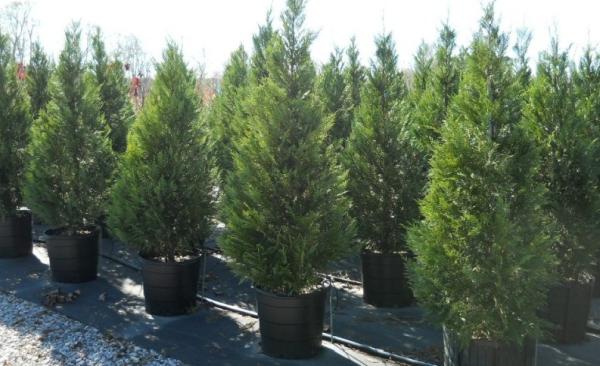 Covington Landscaping