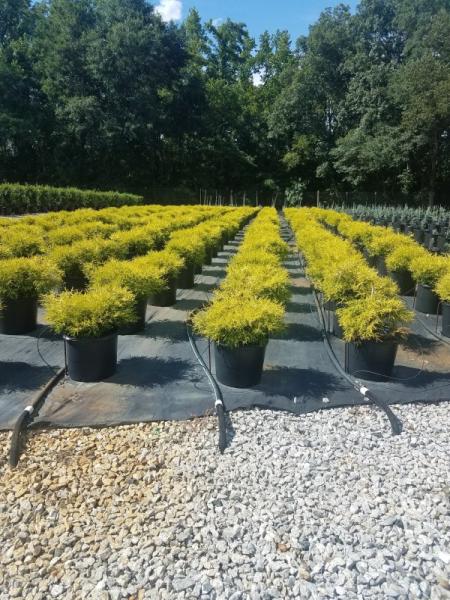Covington Landscaping