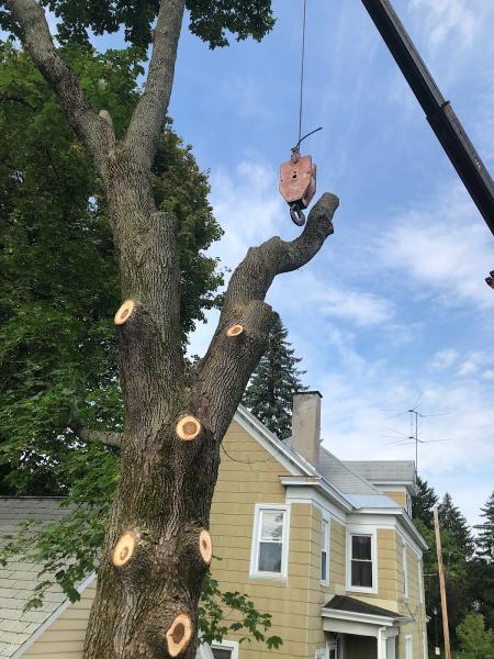 Crouse's Cutting Tree & Landscape