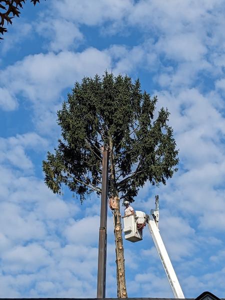 Crouse's Cutting Tree & Landscape
