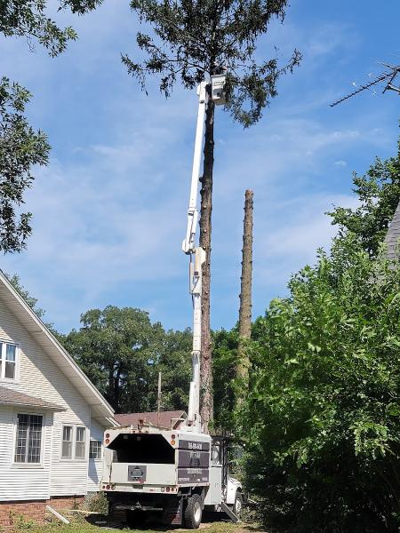 Veteran Tree Trimming LLC