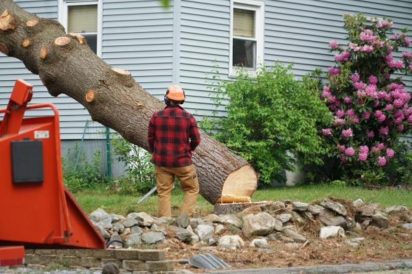 Tip Top Tree Pros