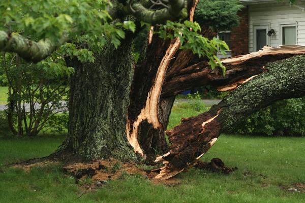 Tip Top Tree Pros