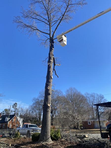 Mel's Tree Services