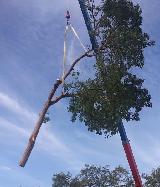 Acorn Tree Service
