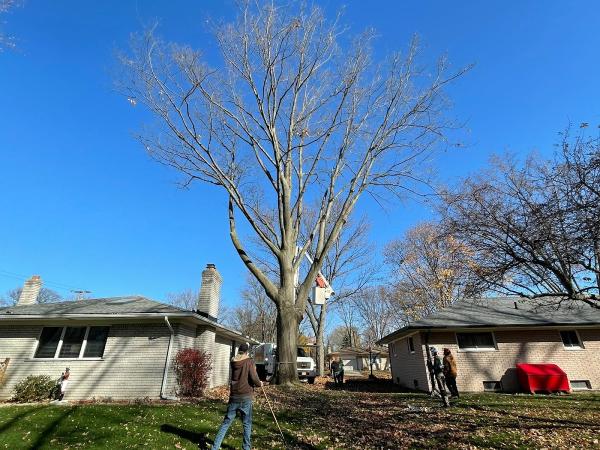 Metro Detroit Tree & Firewood