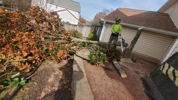 Crown Down Tree Service LLC