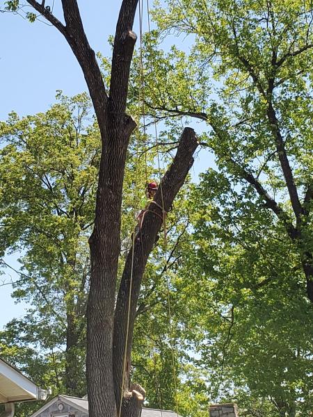 Crown Down Tree Service LLC