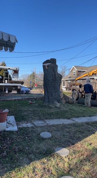 A Cut Above Tree Service
