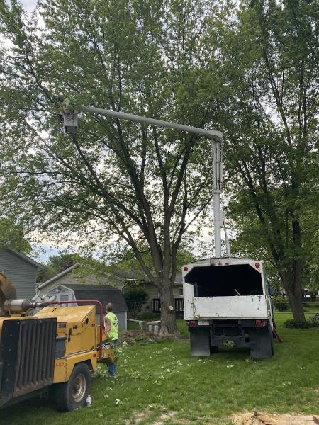 A Cut Above Tree Service