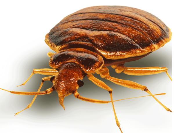 Bed Bug Heater Rentals Oh